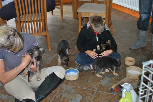 puppies being fed