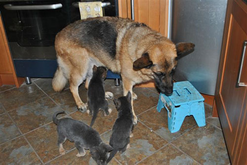 puppies meeting a big gsd