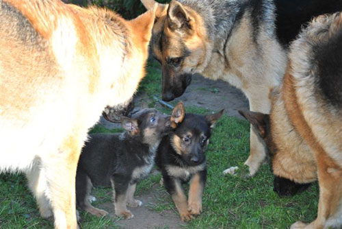 puppies playing with big dogs