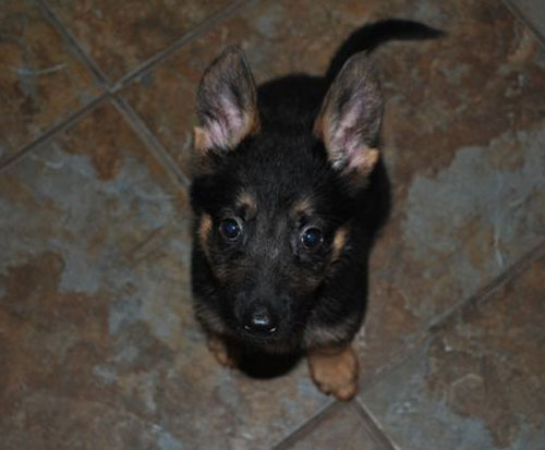 gsd puppy