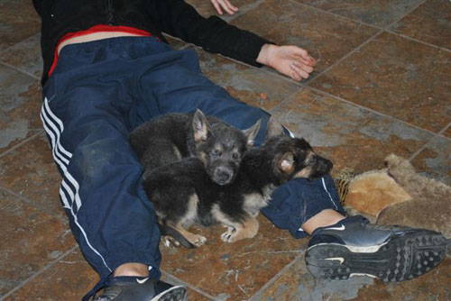snooze time for the GSD puppies