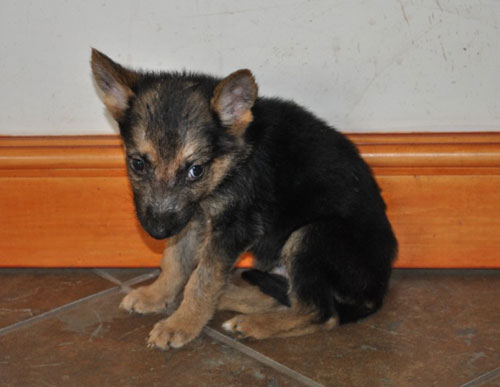 tiny german shepherd puppy