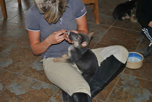 puppies being hand fed