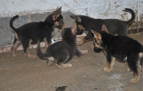 puppies playing with a carrot