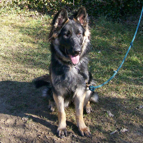 ex police german shepherds sale uk