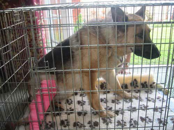 ambra in a cage to limit her movements