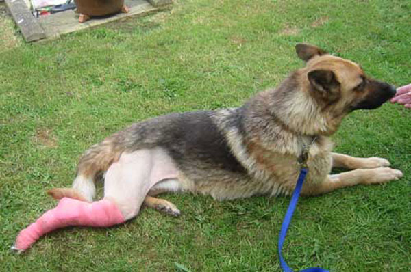 ambra with her cast on her leg