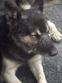 Amil Romania Shepherd Found With His Jaw Wired Shut