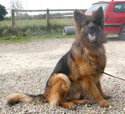 ando long haired gsd