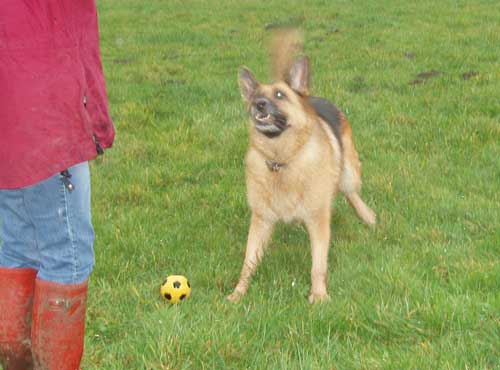 annie playing with a ball