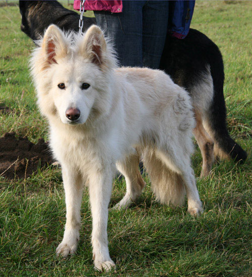 archie white gsd