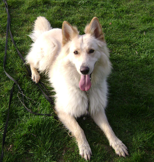 archie white gsd