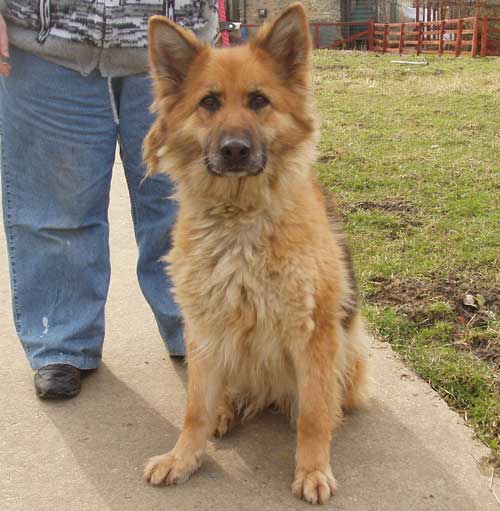 ash the gsd girl