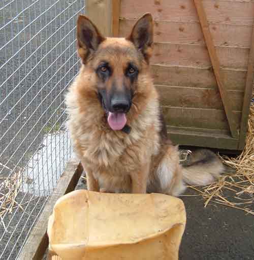 axel stray gsd