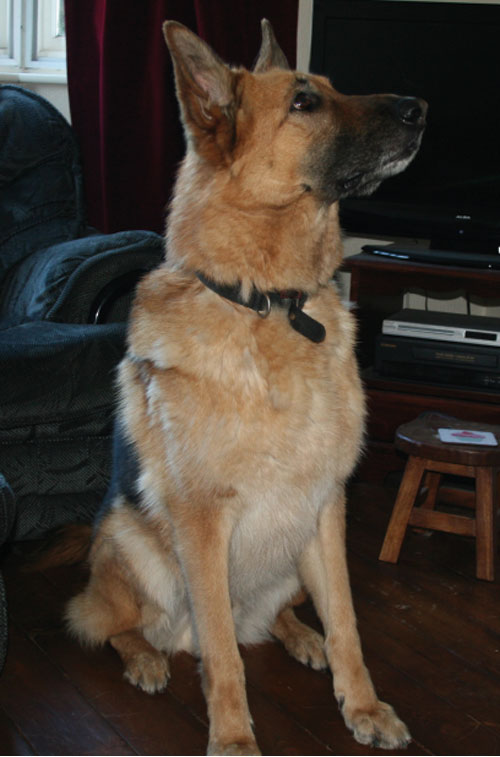 bailey gsd