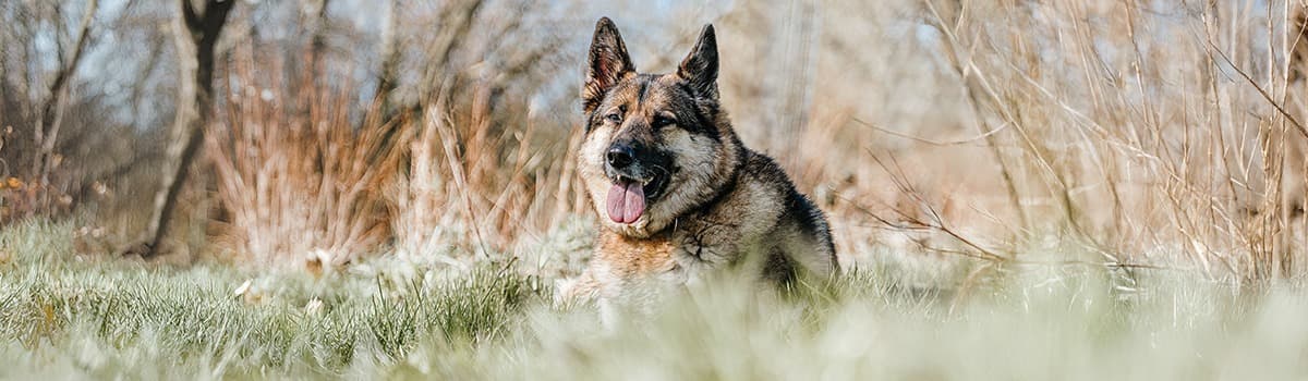 German Shepherd Rescue