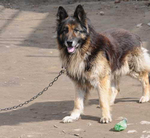 barney the ex gaurd dog