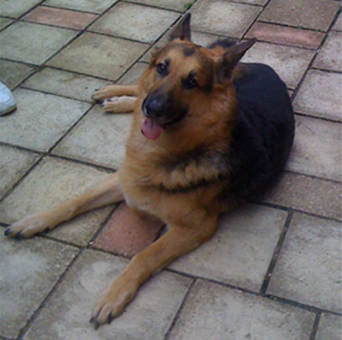 barney short coat gsd