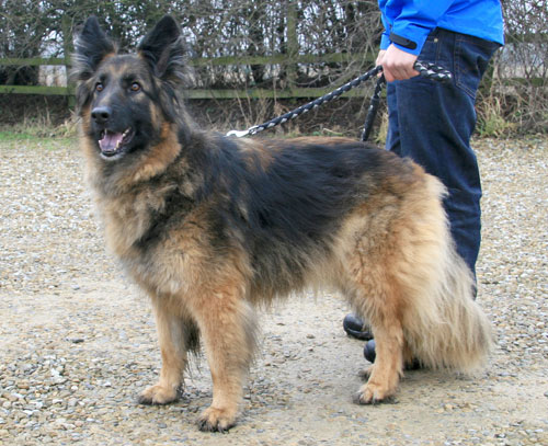 barney long coated gsd