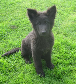 Basil GSD puppy with congenital cataracts