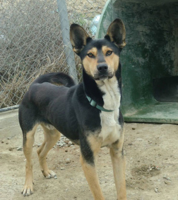 basil basenji gsd cross