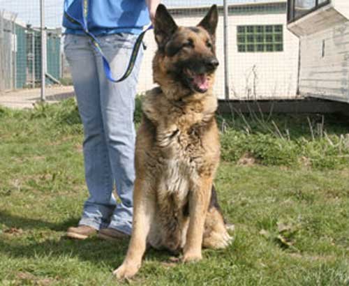 basil the gsd