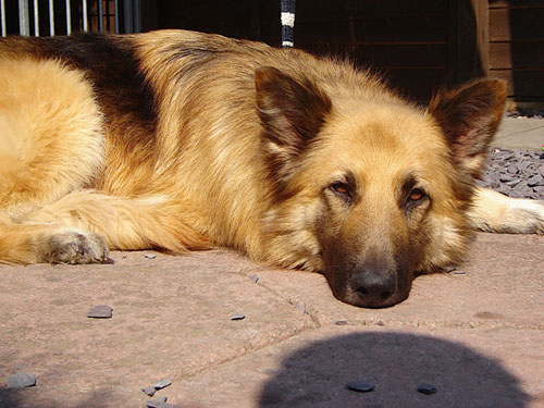 bear gsd