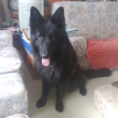 bear black gsd