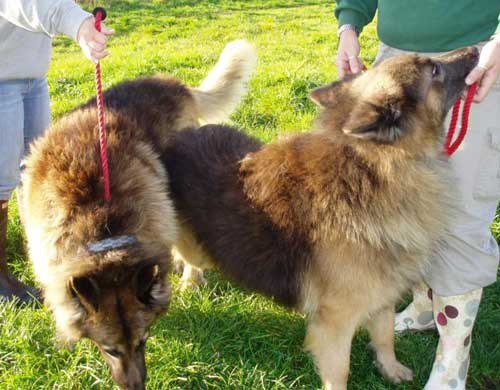 bear and teddy the long haired german shepherds