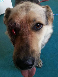 Bebe - Romanian GSD beaten and kicked