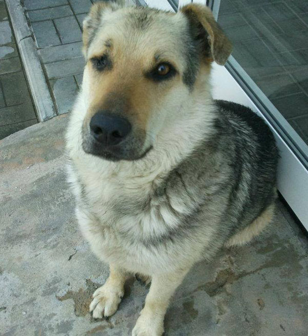 bebe gsd beaten and kicked in romania