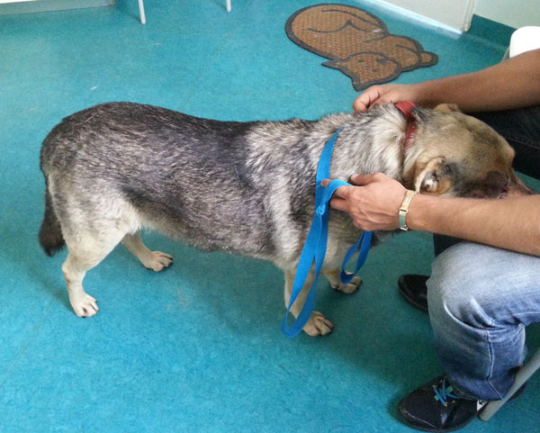 bebe the gsd after surgery to his damaged eye