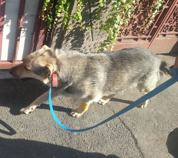 bebe gsd after eye surgery enjoying a walk