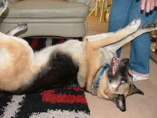 bella gsd