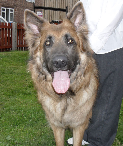 bella sable semi coat gsd