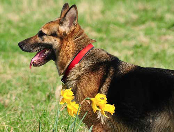 bella the gsd