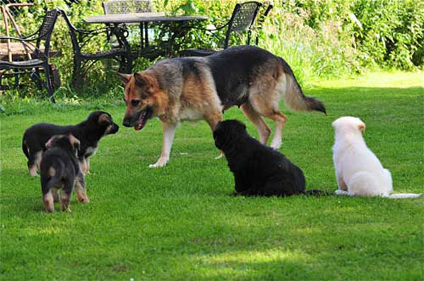 bella with her puppies