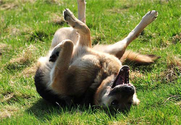 bella rolling on her back