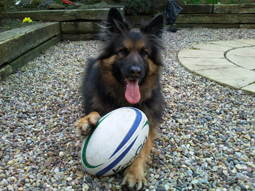 german shepherd with his rugby ball