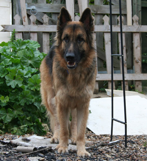 ben gsd