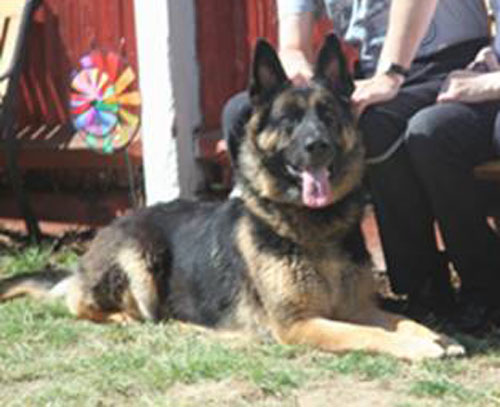 ben gsd looking for a new home