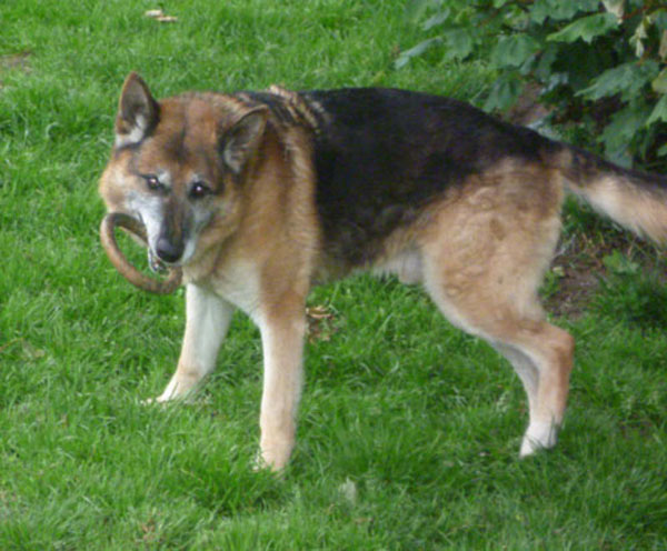 ben older gsd loves to play with toys