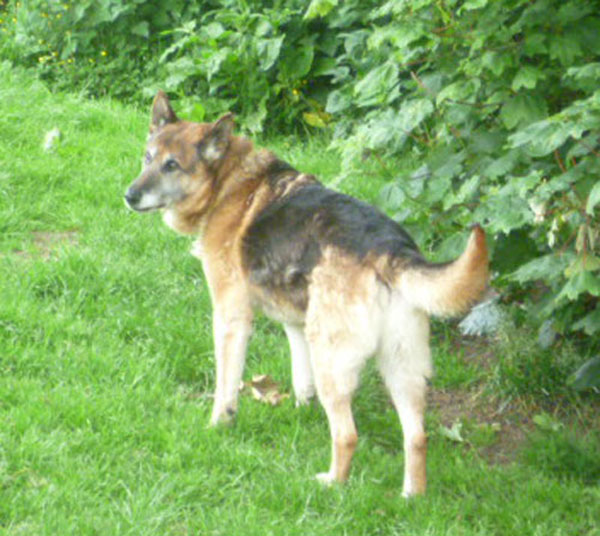 ben, lovely older dog