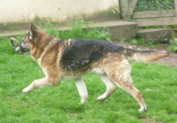 ben the gsd having fun with a toy