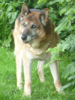 Ben older GSD dumped in the pound