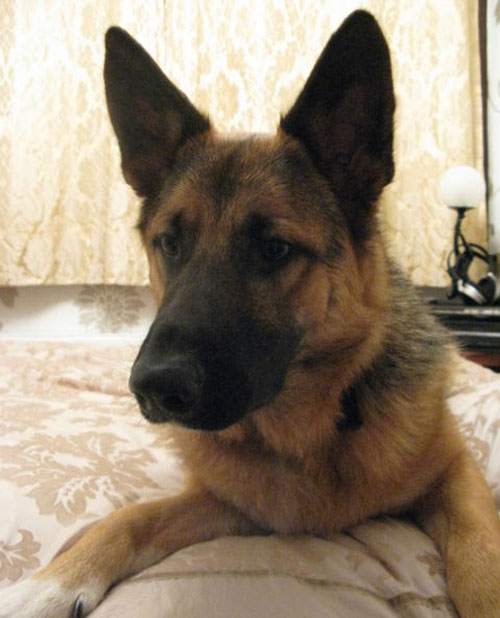 ben gsd