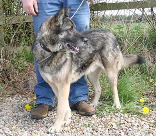 ben the sable gsd