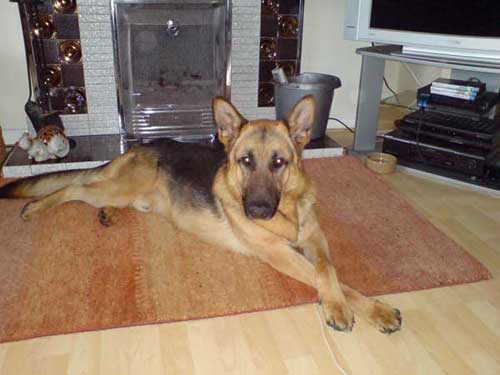 benji the german shepherd dog