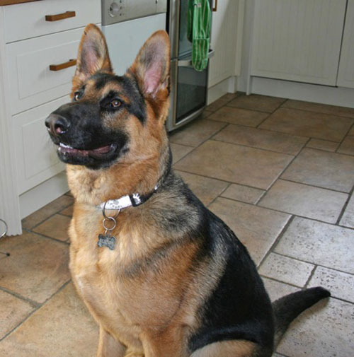 benson gsd