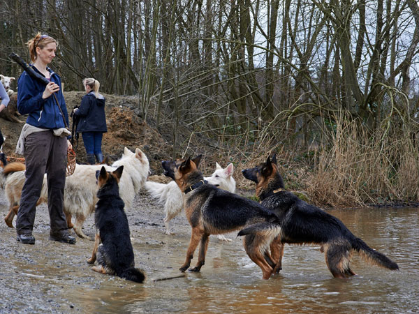 german shepherds waiting for stick to be thrown